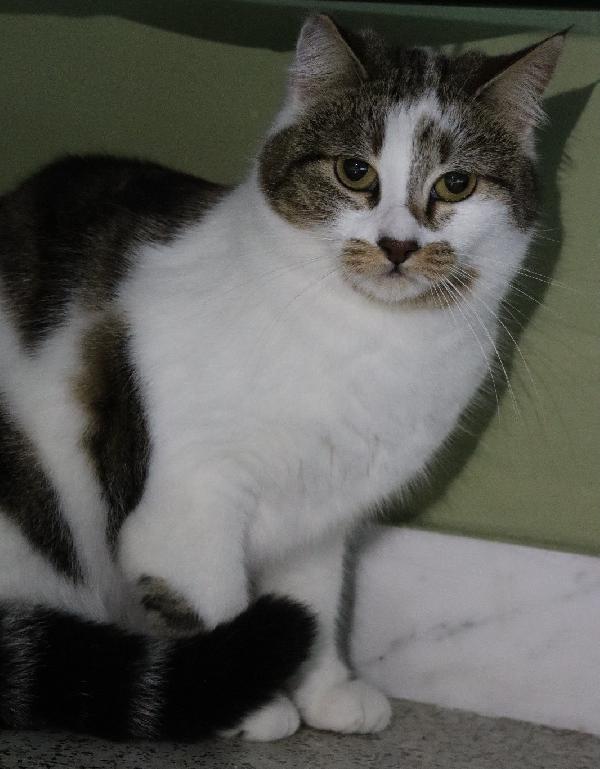 Nicole, giovane gattina (del 2023) Foto 7